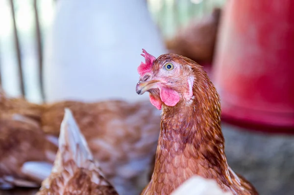 Hen, Chicken eggs in farm.