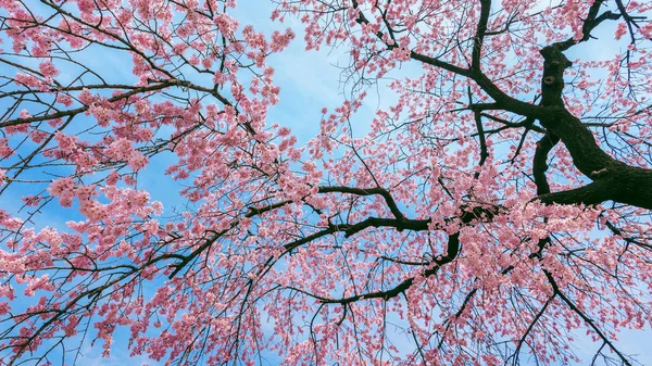 Цвітіння вишні з Розмитий фокус, Сакура сезону весна. — стокове фото