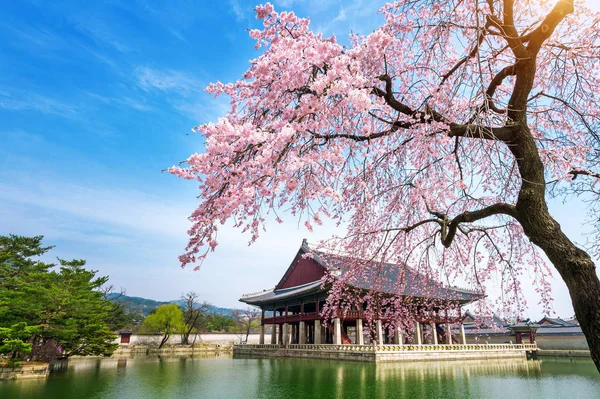 Gyeongbokgung Palace com flor de cereja na primavera, Seul, na Coréia . — Fotografia de Stock