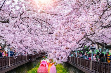 Kiraz çiçeği bahar. Jinhae Gunhangje Festivali Güney Kore'de en büyük kiraz çiçeği festivaldir.
