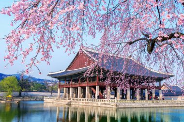 Gyeongbokgung Sarayı ile Bahar, Kore Seul kiraz çiçeği.
