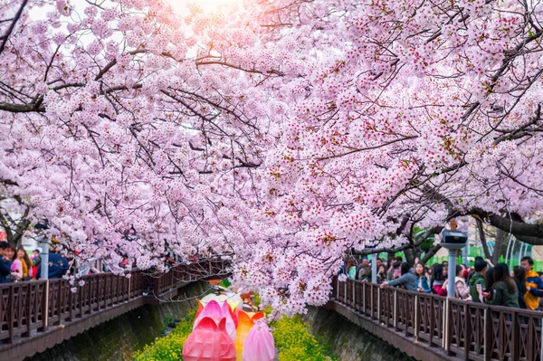 Cseresznyevirág tavasszal. Jinhae Gunhangje fesztivál a legnagyobb cherry blossom fesztivál Dél-Korea. — Stock Fotó