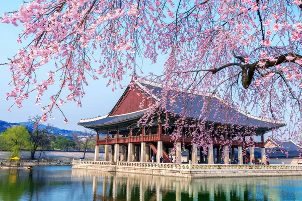 Gyeongbokgung Palacio con flor de cerezo en primavera, Seúl en Corea . — Foto de Stock
