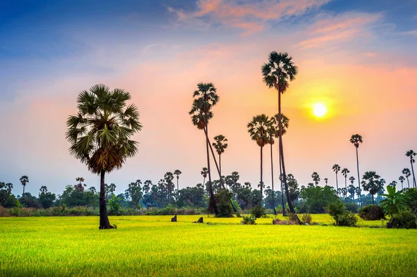 Landschap van Sugar palm en rijst veld bij zonsondergang. — Stockfoto