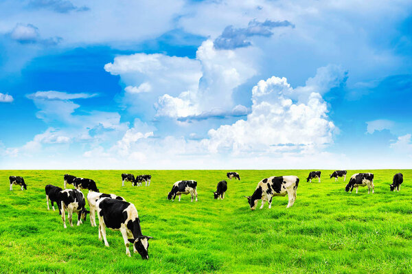 Cows on a green field and blue sky.