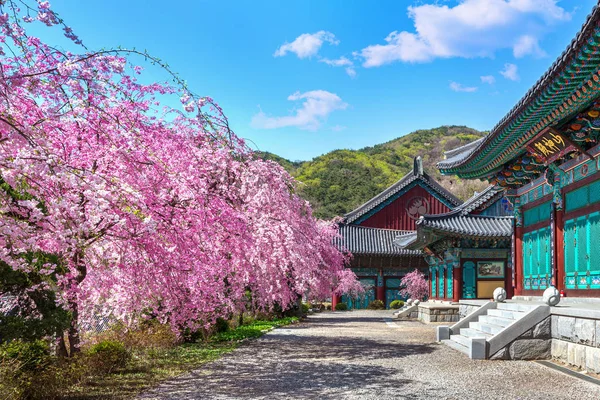 Flor de cereja na primavera, Coréia do Sul . — Fotografia de Stock