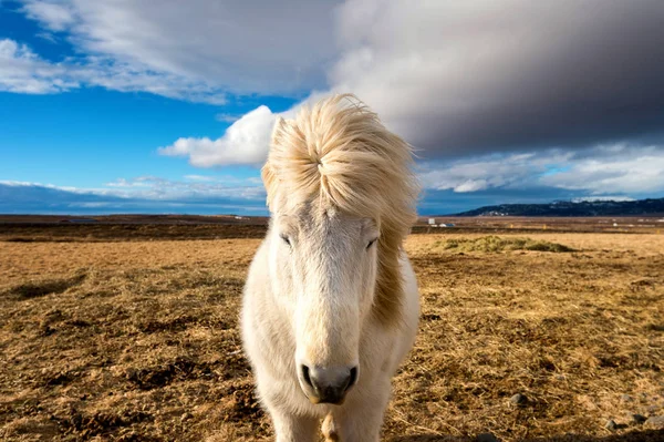 Koń islandzkiej. biały koń. — Zdjęcie stockowe
