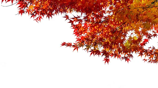 पांढरा पार्श्वभूमीवर शरद ऋतूमध्ये लाल मॅपल . — स्टॉक फोटो, इमेज