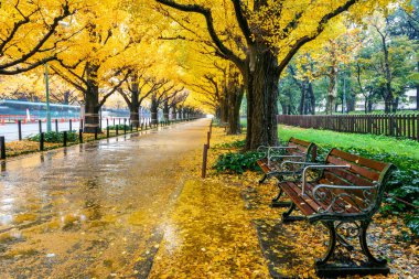 Satır sonbaharda sarı ginkgo ağacının. Tokyo, Japonya'da sonbahar park