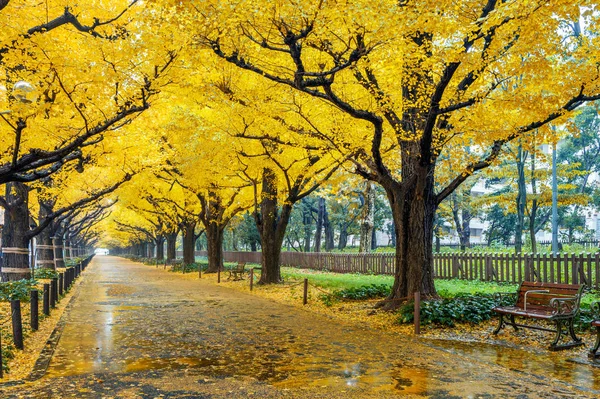 秋に黄色のイチョウの木の行。東京都の秋の公園 — ストック写真