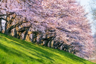 İlkbaharda kiraz ağaçları, Japonya 'da Kyoto..