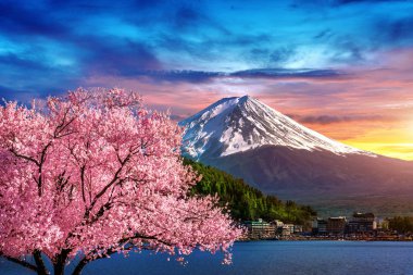 Fuji dağı ve kiraz çiçekleri ilkbaharda, Japonya.