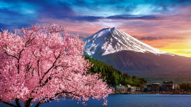 Fuji dağı ve kiraz çiçekleri ilkbaharda, Japonya.
