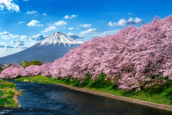 Row of Cherry blossoms and Fuji mountain in spring, Shizuoka in Japan. — Stock Photo, Image