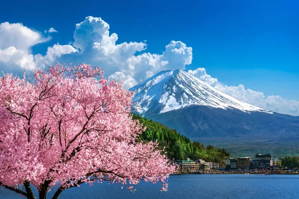 Fuji dağı ve kiraz çiçekleri ilkbaharda, Japonya.