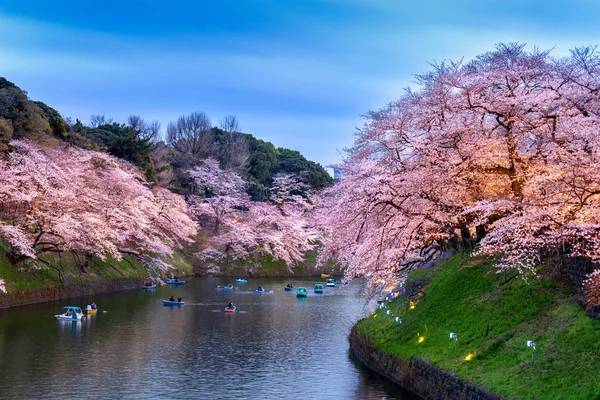 Cherry blossoms at Chidorigafuchi park in Tokyo, Japan. — Stock Photo, Image