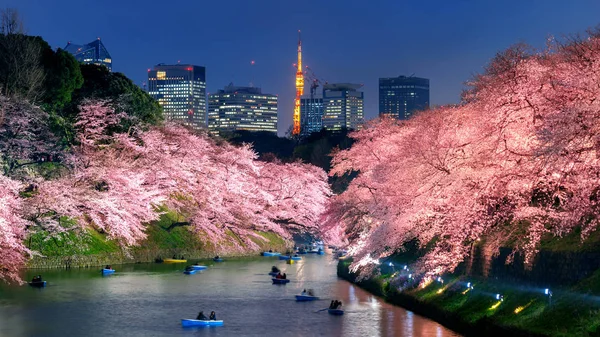 Fleurs de cerisier au parc Chidorigafuchi à Tokyo, Japon . — Photo