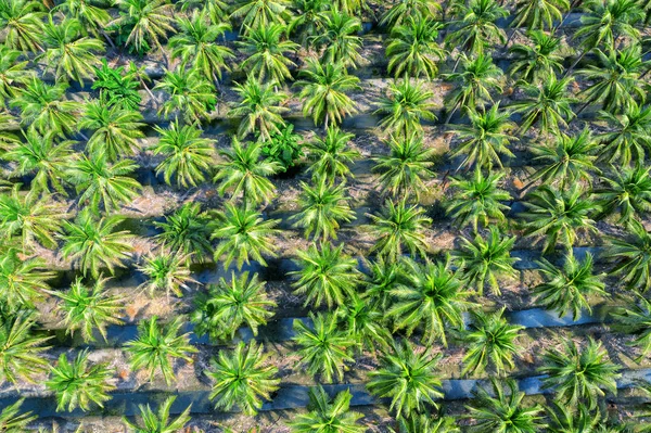 Veduta aerea della piantagione di palme da cocco . — Foto Stock