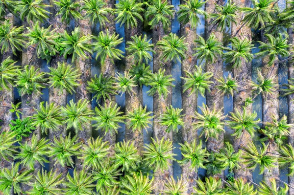 Aerial view of Coconut palm trees plantation. — Stock Photo, Image