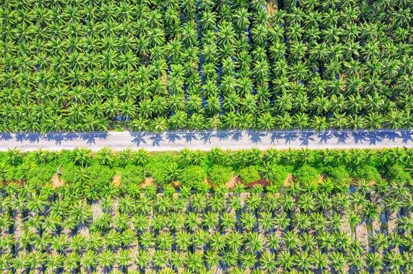 Hindistan cevizi palmiye ağaçlarının havadan görünüşü plantasyon ve yol. — Stok fotoğraf