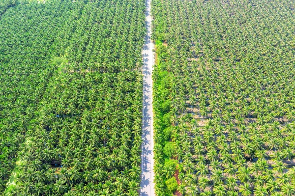 Vista aérea de la plantación de cocoteros y la carretera . —  Fotos de Stock