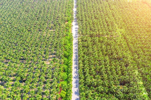 Вид з повітря на плантацію кокосових пальм і дорогу . — стокове фото