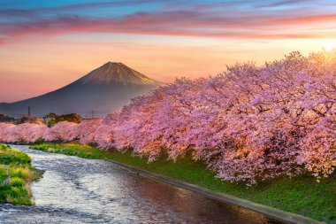 Kiraz çiçekleri ve Fuji dağı ilkbaharda gün doğumunda, Shizuoka Japonya 'da.