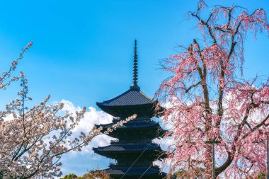 Baharda kiraz çiçekleri ve pagoda, Japonya 'da Kyoto.