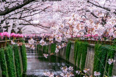 Tokyo, Japonya 'daki Meguro nehri boyunca kiraz çiçeği sıraları