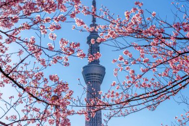Tokyo, Japonya 'da ilkbaharda güzel kiraz çiçekleri ve Tokyo gökyüzü ağacı.