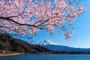 Fuji dağı ve kiraz çiçekleri ilkbaharda, Japonya.