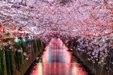 Tokyo, Japonya 'daki Meguro nehri boyunca kiraz çiçeği sıraları
