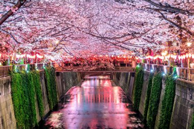 Tokyo, Japonya 'daki Meguro nehri boyunca kiraz çiçeği sıraları