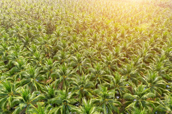 Вид з повітря на плантацію кокосових пальмових дерев . — стокове фото