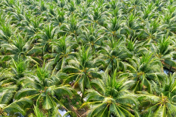 Pemandangan udara terhadap perkebunan kelapa sawit . — Stok Foto