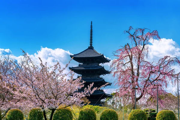春天里的樱花和宝塔，日本的京都. — 图库照片