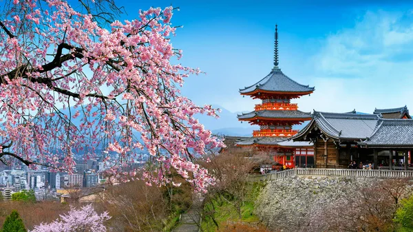 Cherry blossoms and red pagoda in Kyoto, Japan. — 스톡 사진