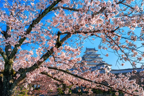Cherry blossoms and castle in Himeji, Japan. — Stock Photo, Image