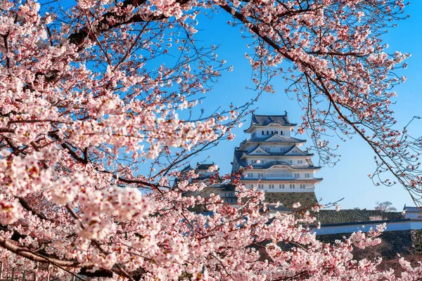 일본 히메지의 벚꽃과 성. — 스톡 사진