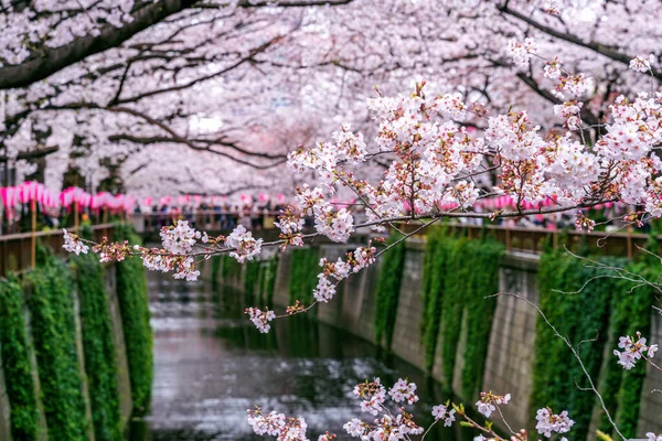 Cseresznyevirágzás a Meguro folyó mentén Tokióban, Japánban — Stock Fotó