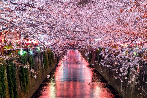 일본 도쿄에 있는 메가로 강을 따라 피어 있는 벚꽃 — 스톡 사진