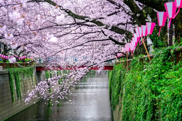 Cseresznyevirágzás Meguro Folyó Mentén Tokióban Japánban — Stock Fotó