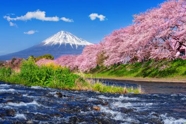 İlkbaharda Fuji dağları ve kiraz çiçekleri, Japonya.