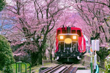 Kyoto, Japonya 'da romantik tren kiraz çiçekleri tünelinden geçer..