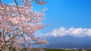 Fuji dağı ve kiraz çiçekleri ilkbaharda, Fujinomiya Japonya 'da.