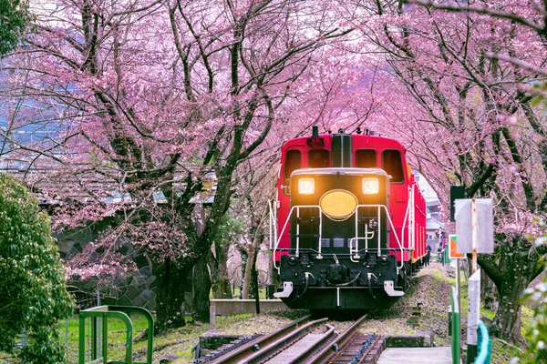 Романтичний Поїзд Пролягає Тунелем Сакури Кіото Японія — стокове фото