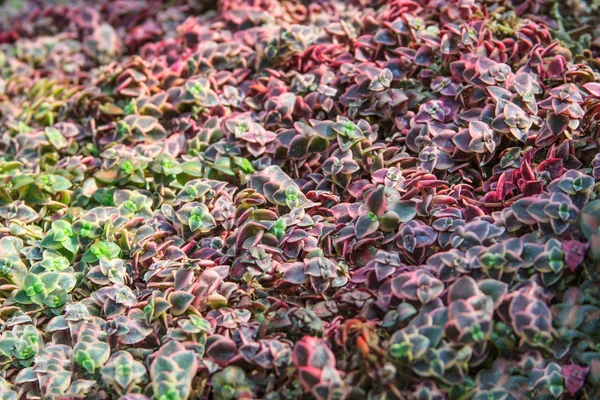 Red color petal succulent plants texture and detail — Stock Photo, Image