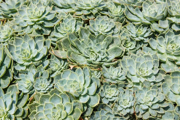 Farklı succulents ve bitki çiçek kubbe içinde