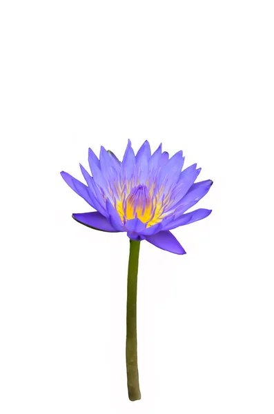 Hermosa lirio de agua, flor de loto púrpura aislado sobre fondo blanco Imágenes de stock libres de derechos