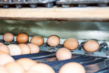  Bir konveyör tepsisinde taze ve çiğ tavuk yumurtası, paketleme evine taşındı.